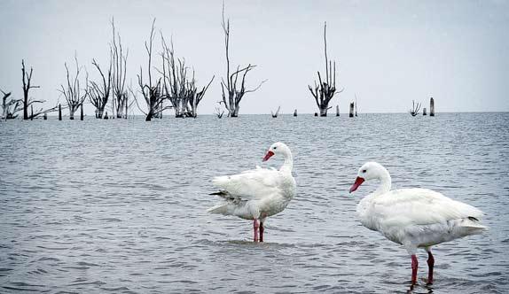 299 naturalezxa baln 02