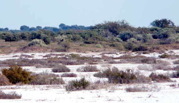 163 monte las barrancas 2