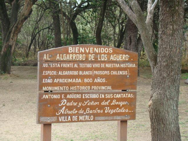 071 algarrobo abuelo 2