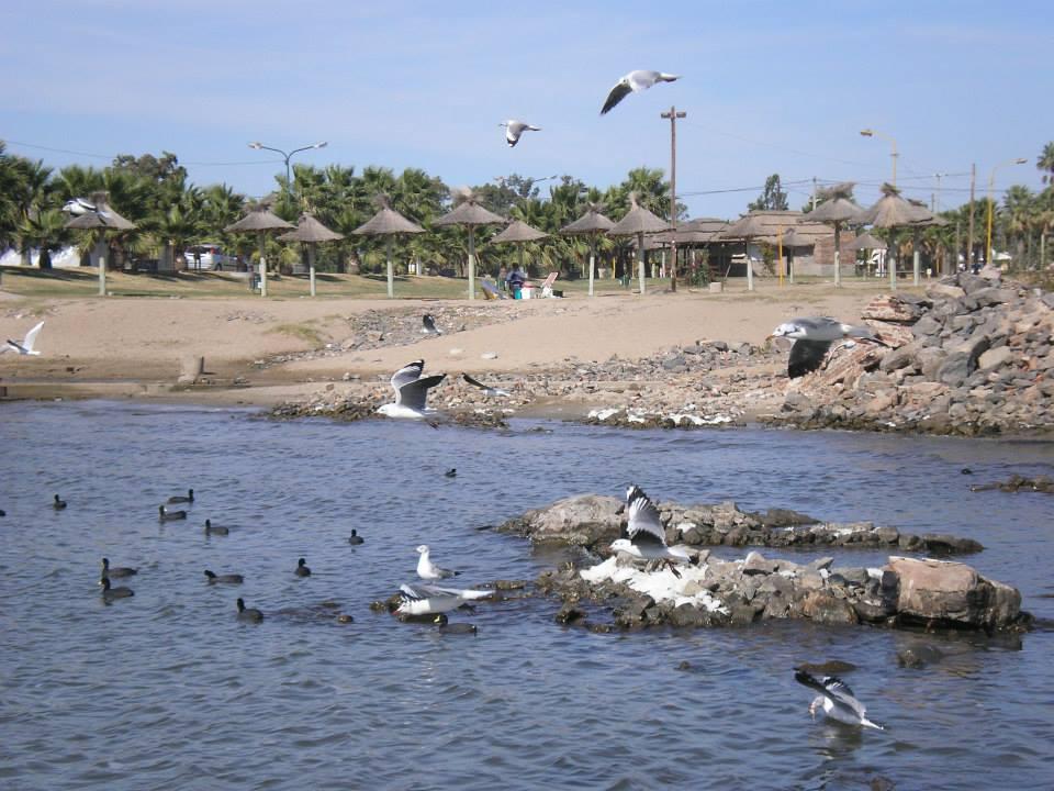 Miramar Avistaje De Aves En Mar Chiquita