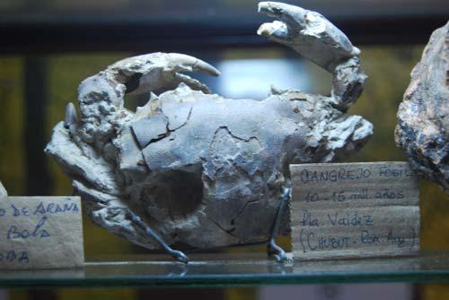 130 museo piedras 0