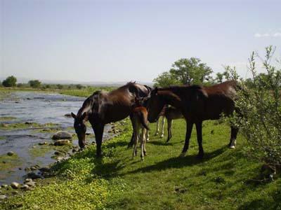 248 acequias ani