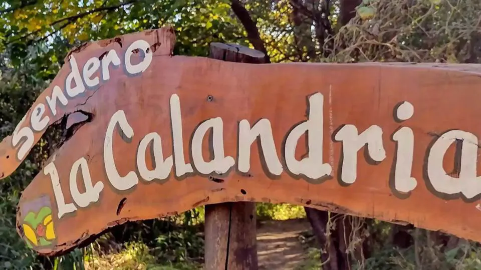 172 calandra