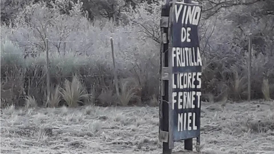 262 licor