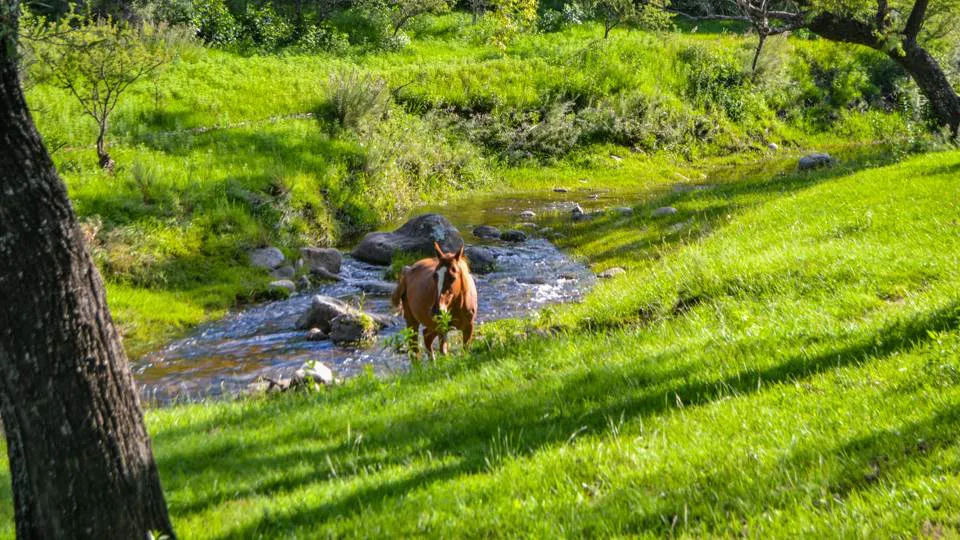 293 campos noticias pueble