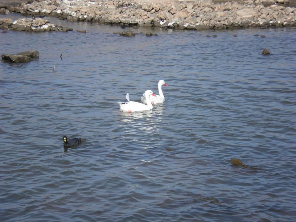 259 aves 2