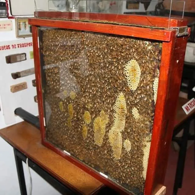 290 abejas