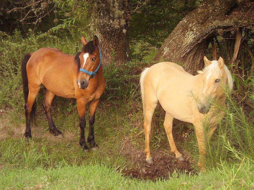 267 caballos