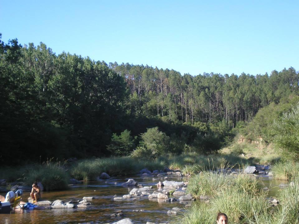251 pinares