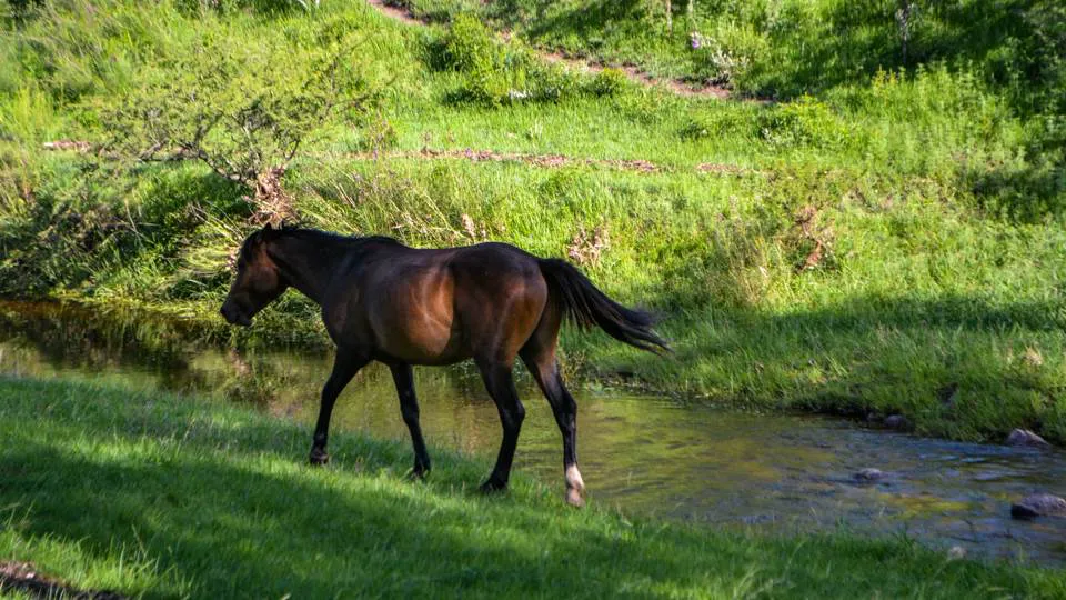 292 campos noticias pueble