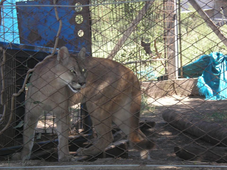244 puma 0